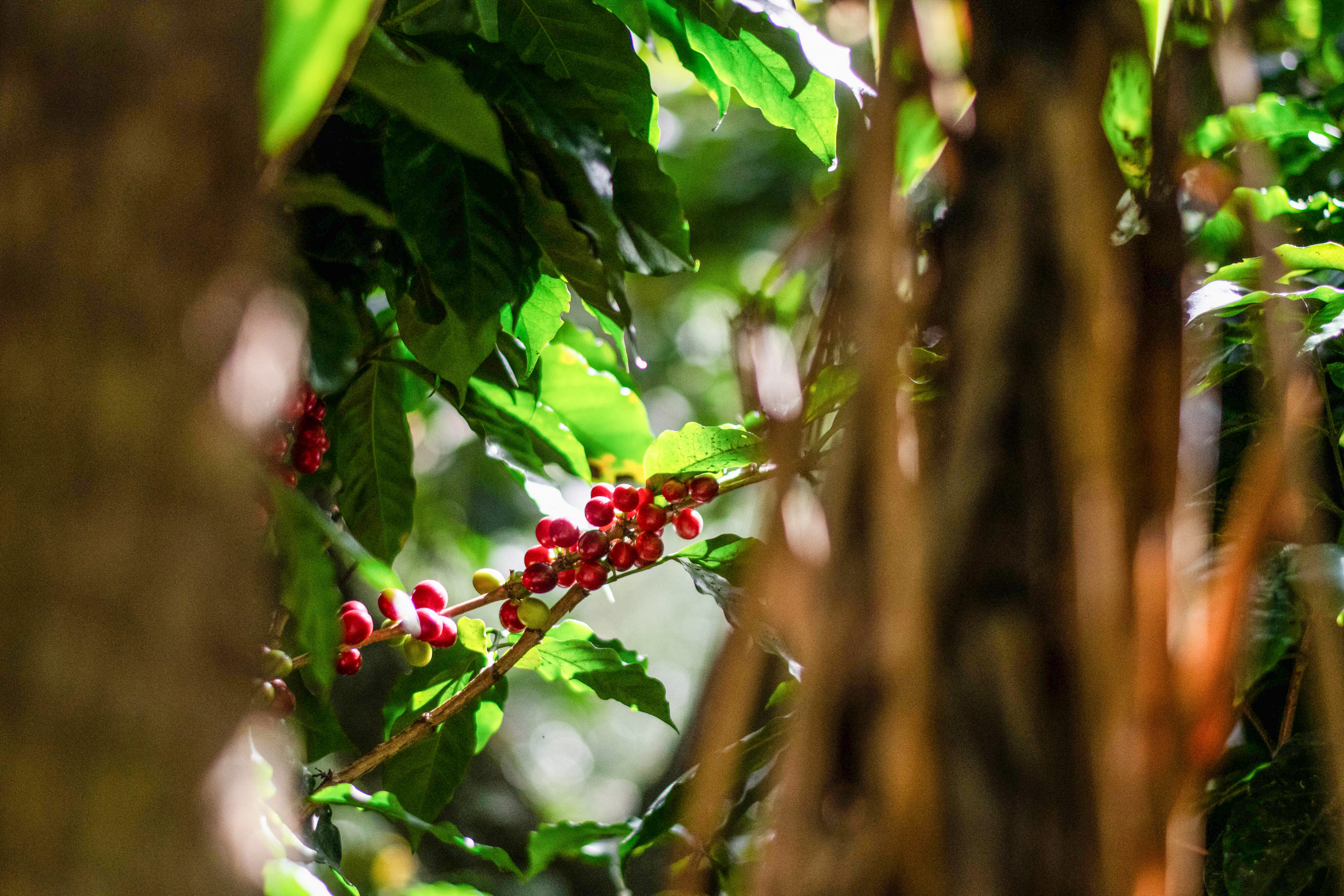 A branch with red coffee cherries grows among dense green leaves, partially obscured by tree trunks and foliage in a sunlit forest—nature’s inspiration for Lamppost Coffee, your local specialty coffee shop. - Lamppost Coffee